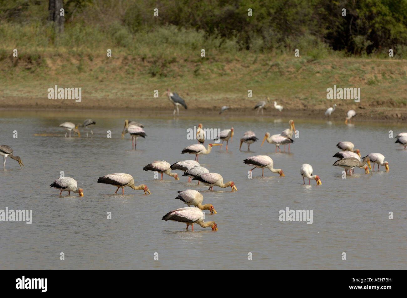 Giallo fatturati Stork Mycteria ibis Sud Luangwa National Park in Zambia gruppo insieme di alimentazione in acqua poco profonda Foto Stock