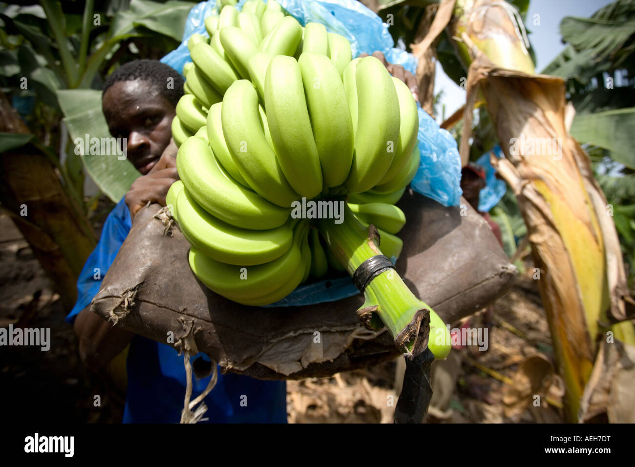 Uomo che porta in mano un grappolo di banane sulla sua spalla durante il raccolto su plantation in Ghana Africa occidentale Foto Stock