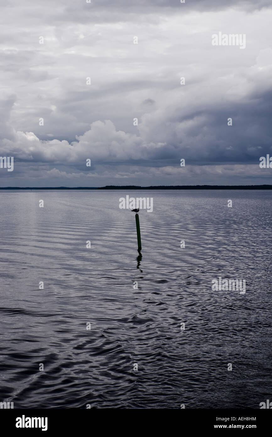 Un gabbiano in piedi su un palo di legno che sporgono dal fiume Pielisjoki nella città di Joensuu Finlandia Foto Stock