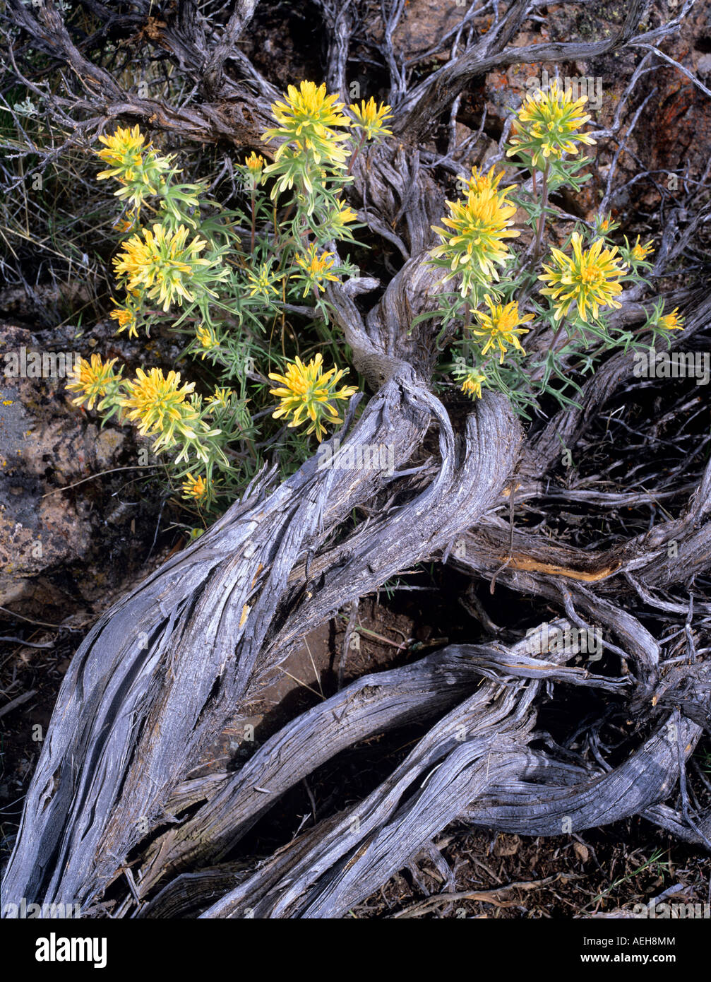 Pennello di zolfo castilleja sulfurea vicino al lago Abert Oregon Foto Stock