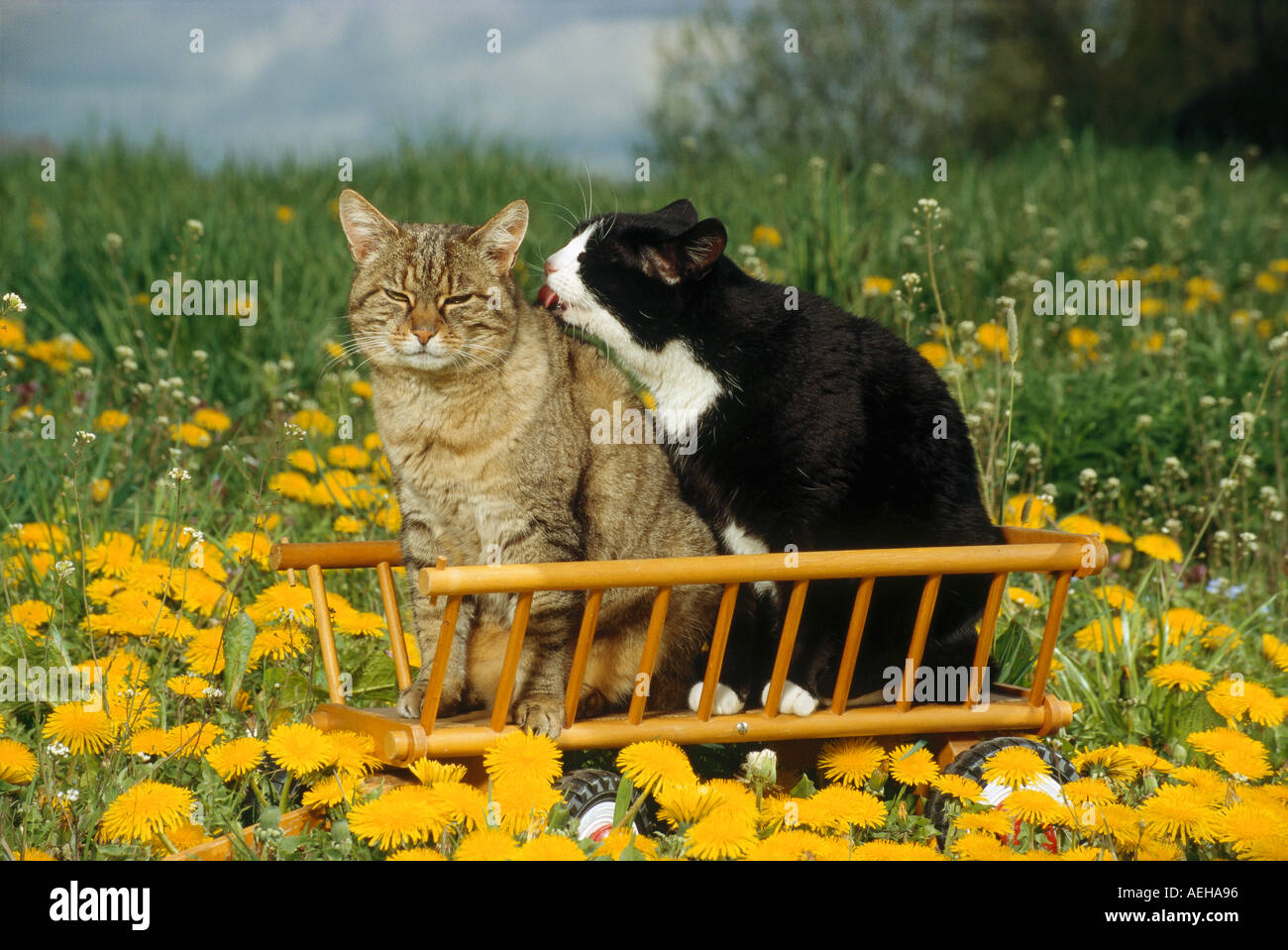 Due gatti domestici sul carrello di fieno Foto Stock