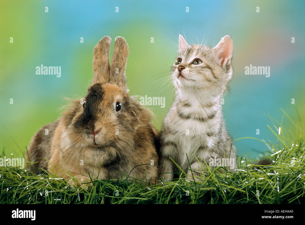 Animale-amicizia: gattino e coniglio Foto Stock