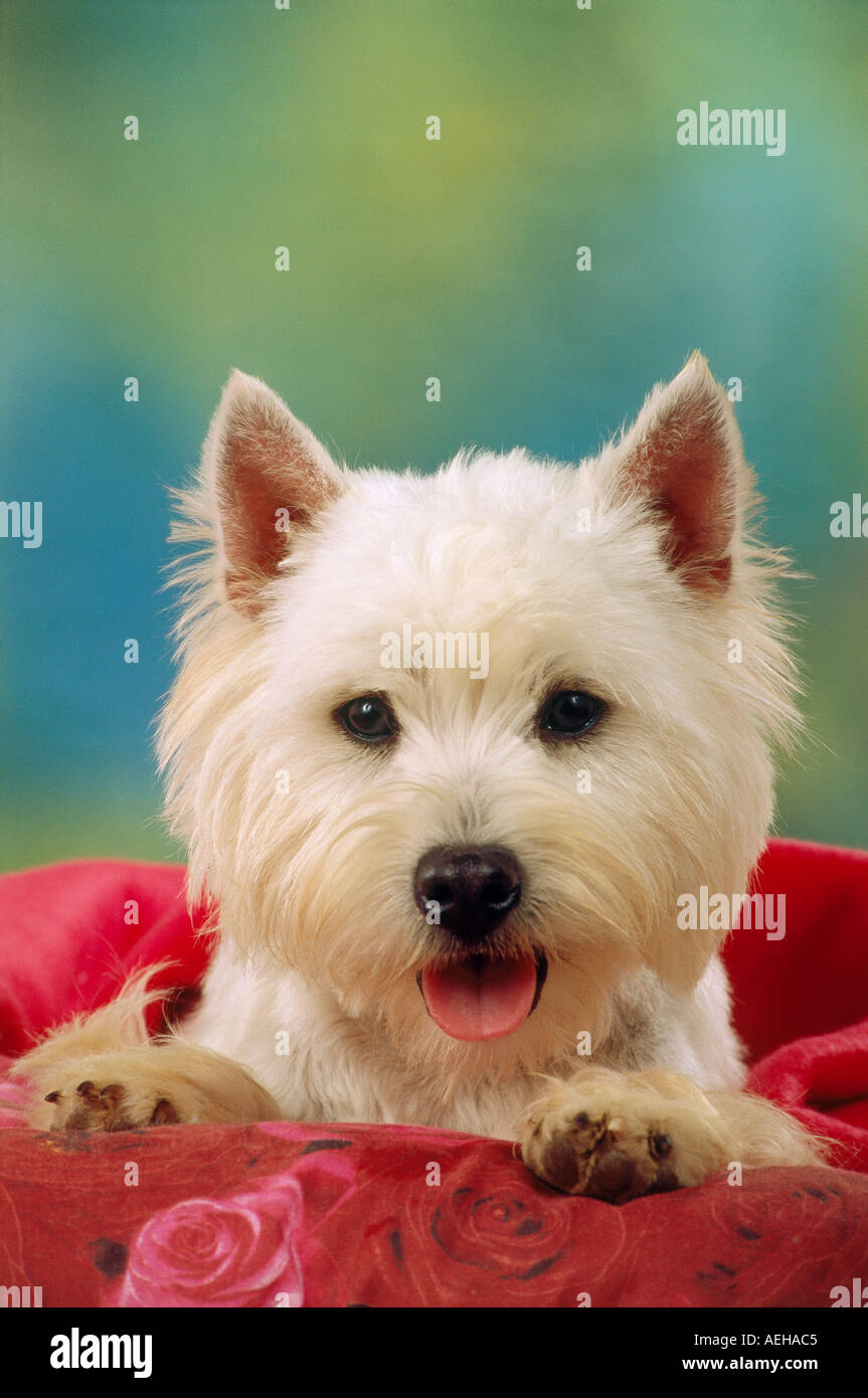 West Highland White Terrier cane - Ritratto Foto Stock