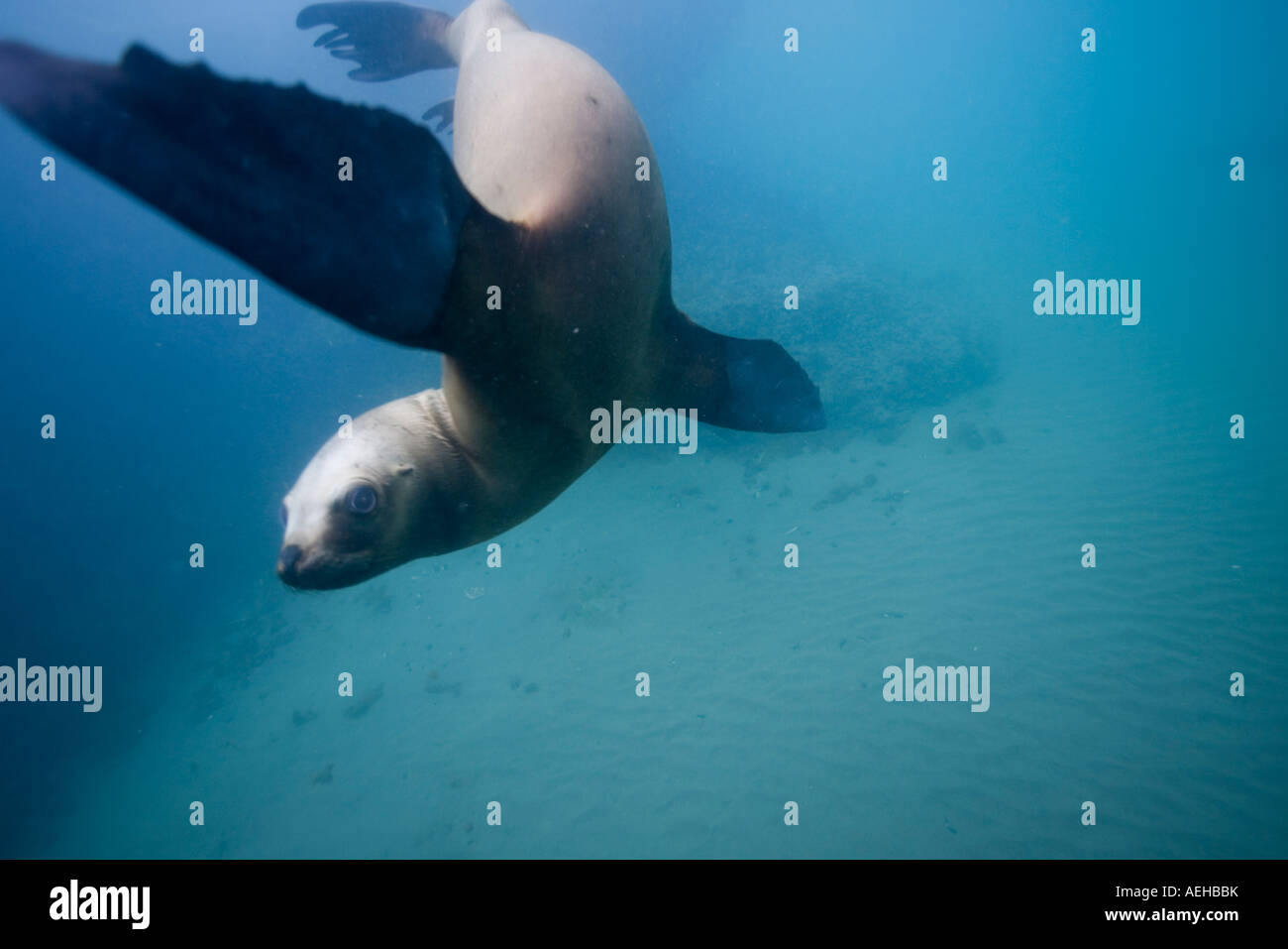 Argentina Chubut provincia Puerto Piramedes vista subacquea di leoni marini del sud Foto Stock