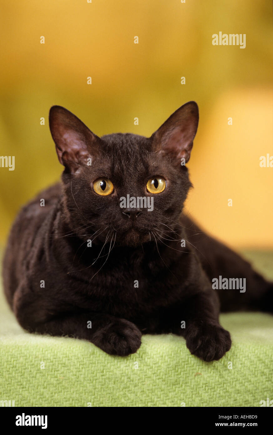Gatto domestico, Rex tedesco. Adulto nero, mentito, visto a testa alta Foto Stock