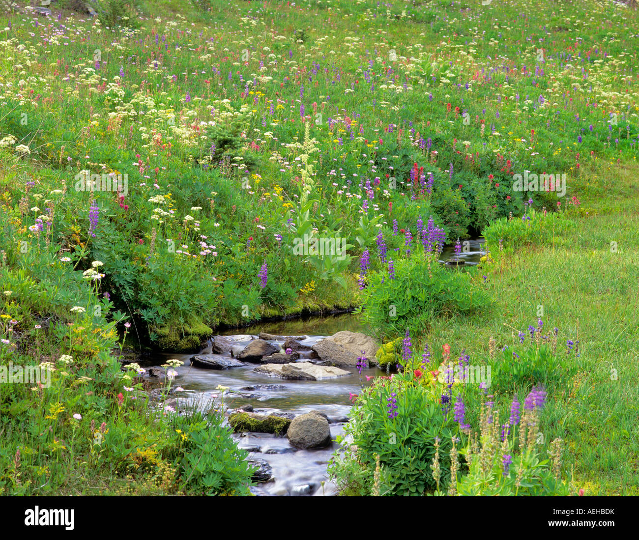 Fiori selvaggi e streaming di Bird Creek Prati Washington Foto Stock