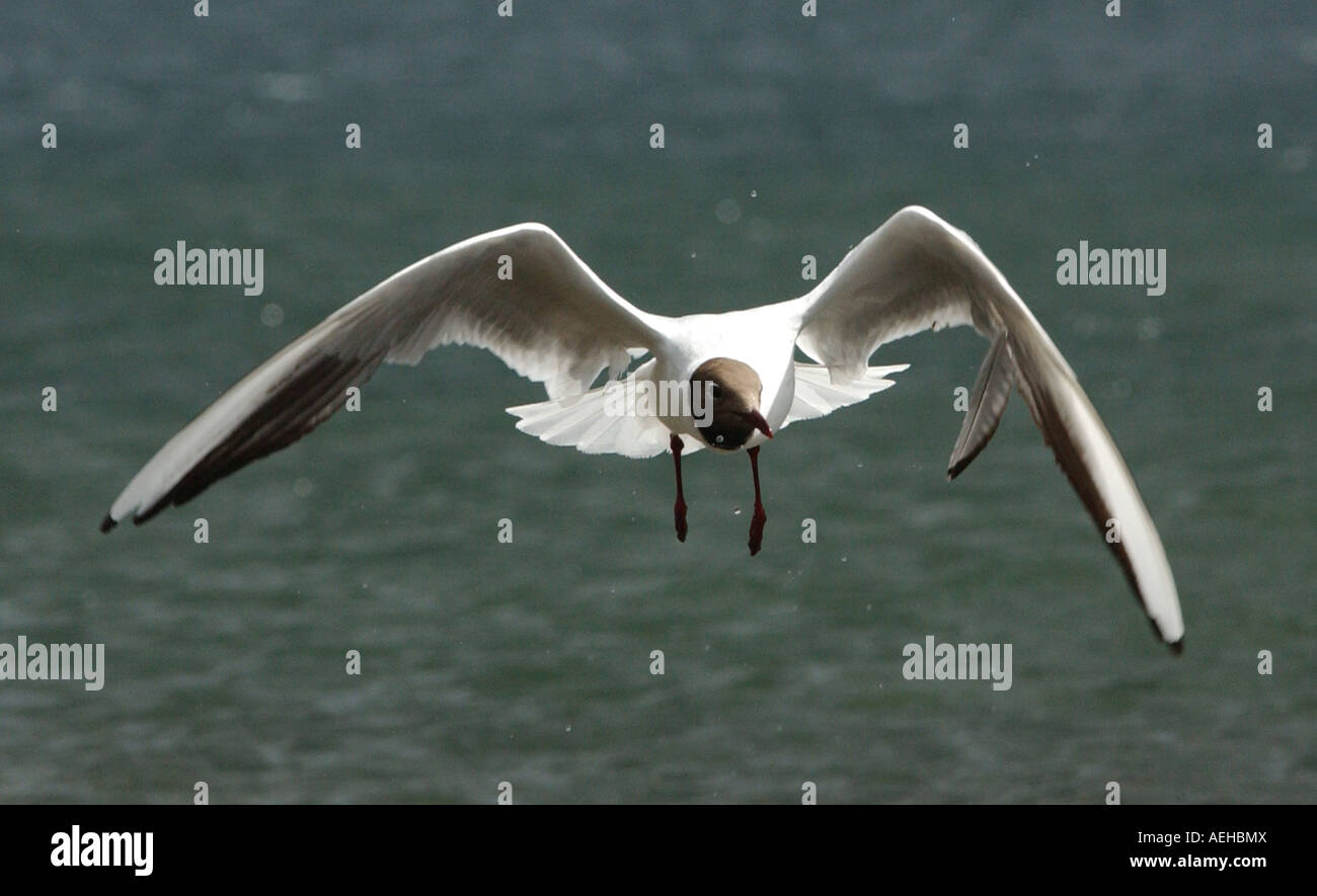 Pic da Howard Barlow BROWN intitolata sea gull WASTWATER al distretto dei laghi Foto Stock
