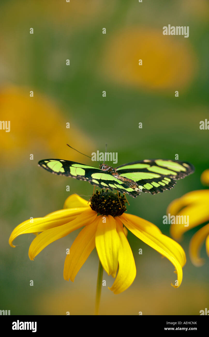 Falsa farfalla malachite immagini e fotografie stock ad alta risoluzione -  Alamy