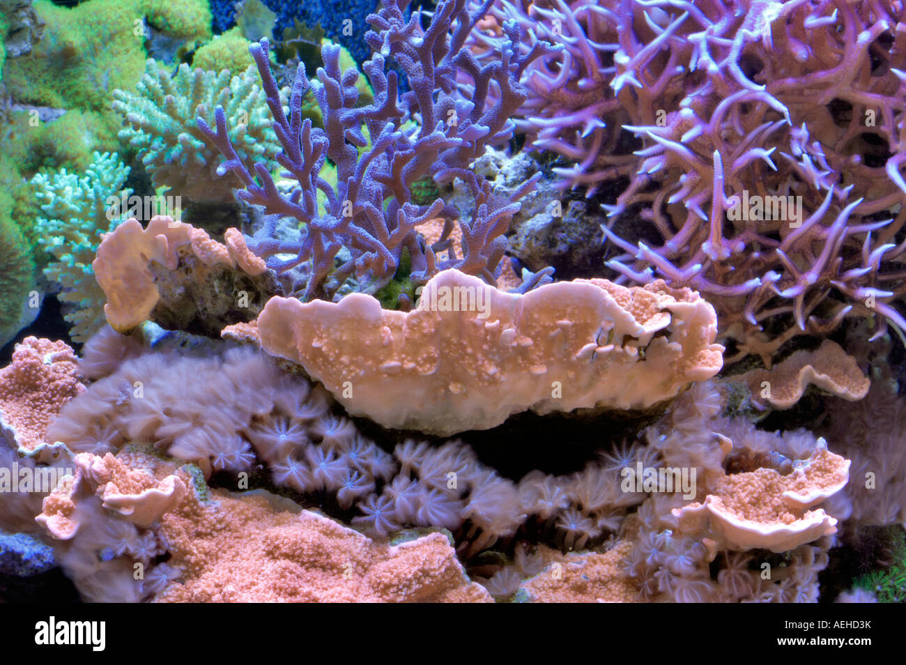 Selezione di coralli acquario upscale store Tualitin Oregon Foto Stock