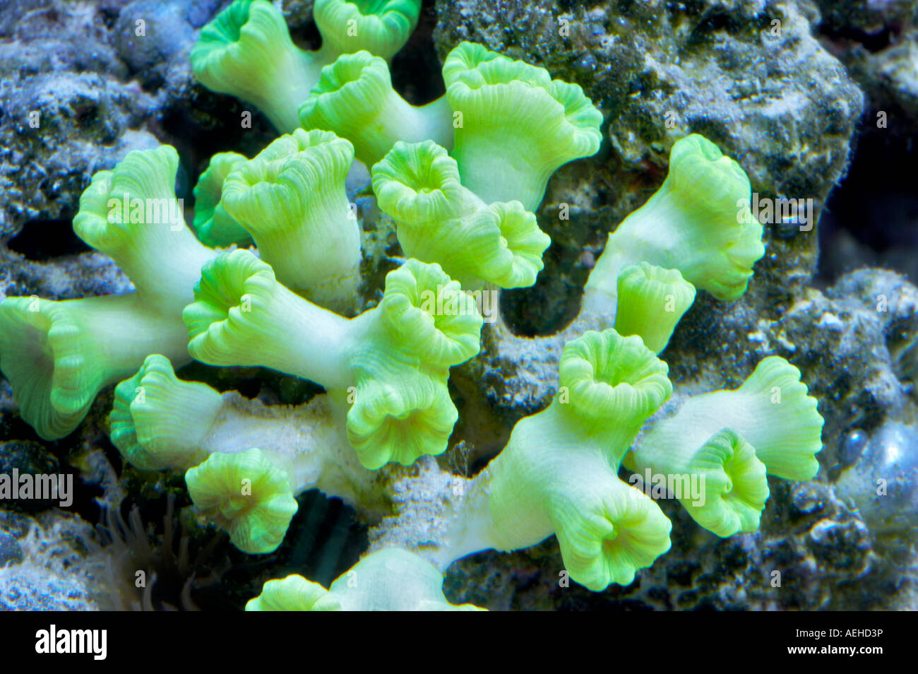 Aquarium coral upscale store Tualitin Oregon Foto Stock