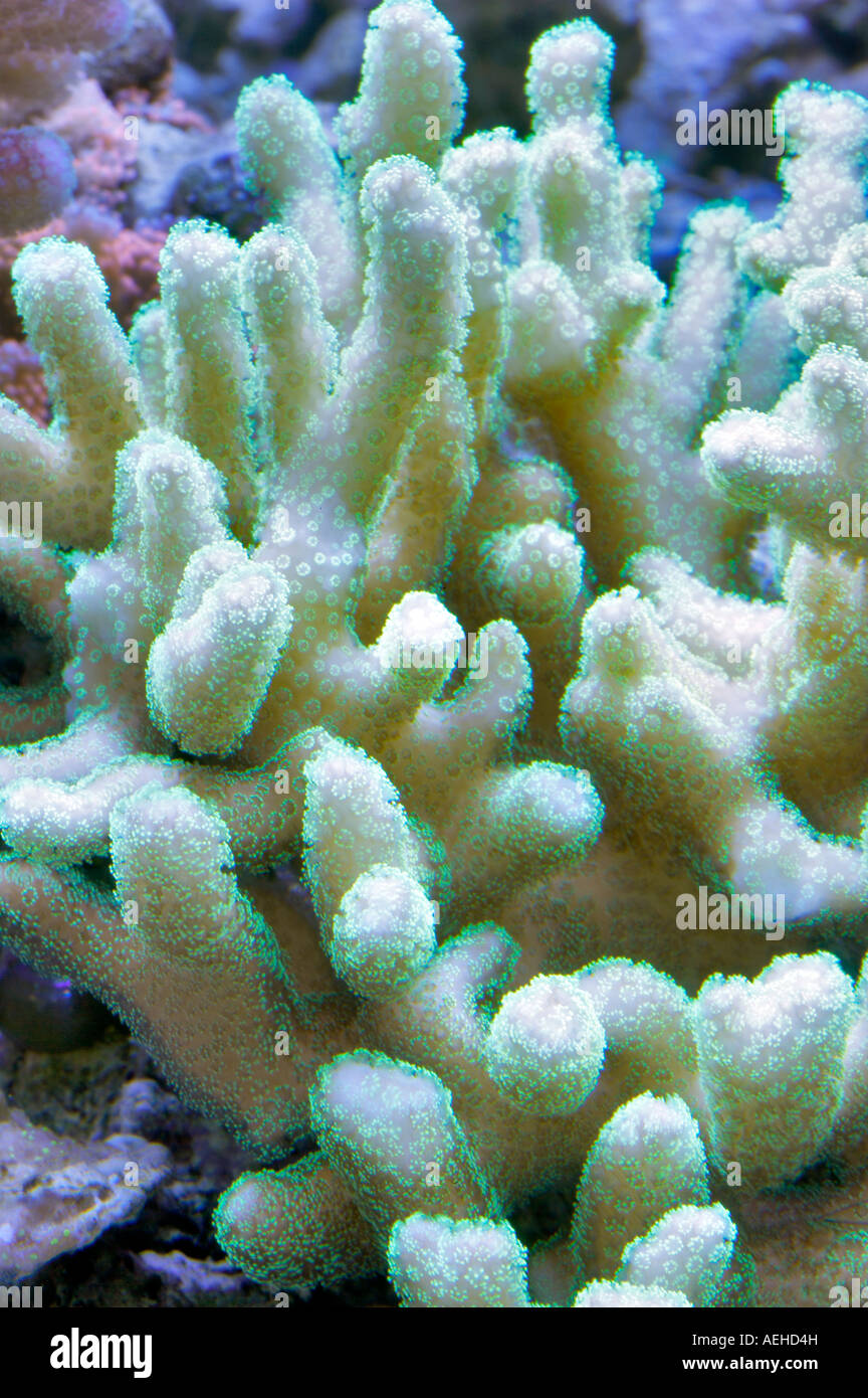 Coral Foto Stock