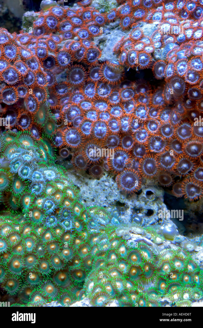 Acan coralli upscale store Tualitin Oregon Foto Stock
