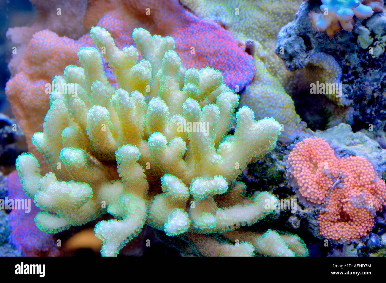 Acquario coralli upscale store Tualitin Oregon Foto Stock