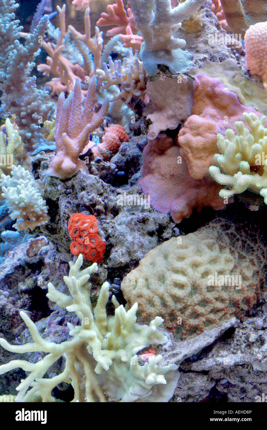 Una varietà di coralli acquario upscale store Tualitin Oregon Foto Stock