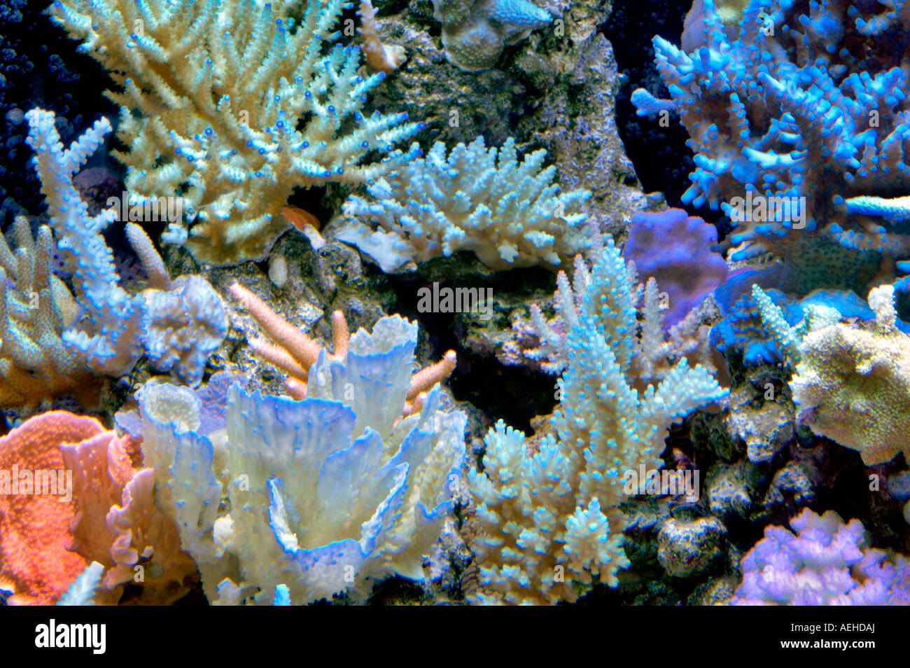 Una varietà di coralli acquario upscale store Tualitin Oregon Foto Stock