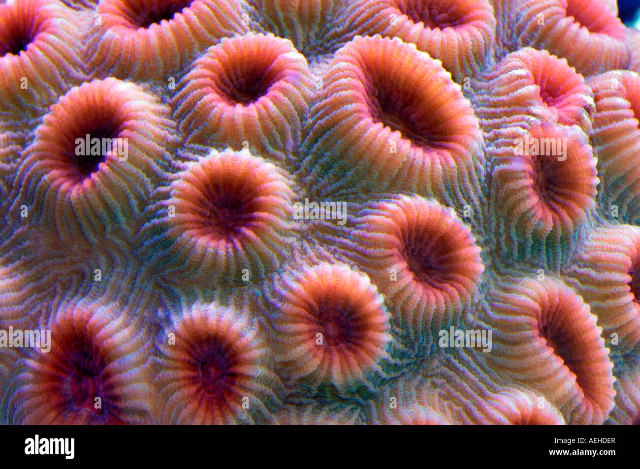 Acquario coralli upscale store Tualitin Oregon Foto Stock