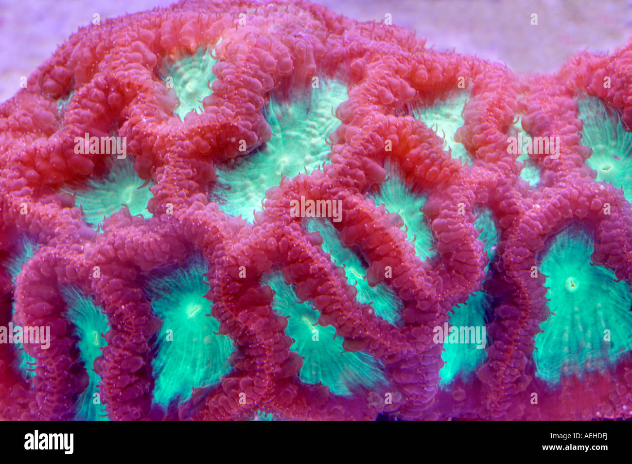Blastomussa coral upscale store Tualitin Oregon Foto Stock