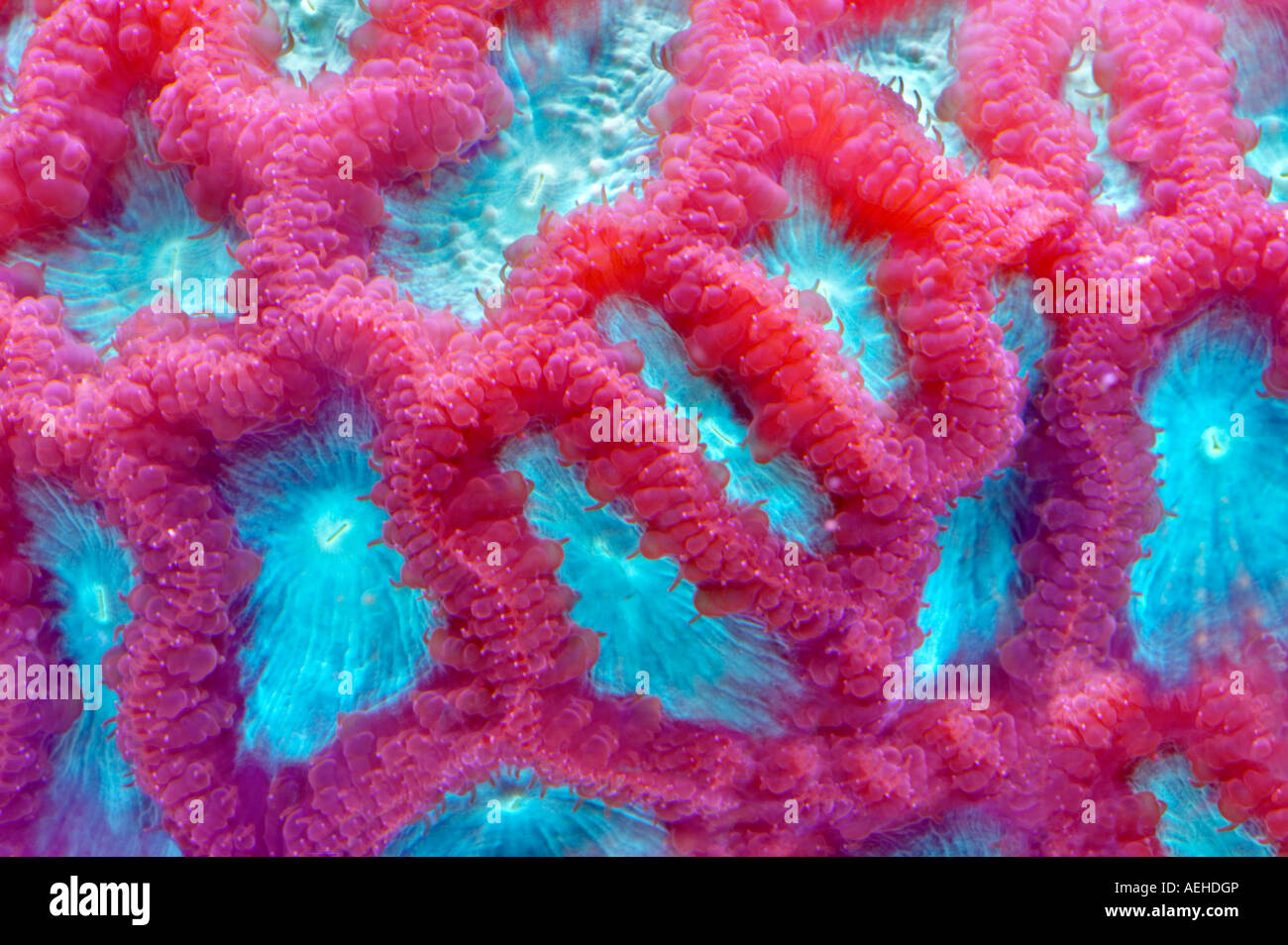 Blastomussa coral upscale store Tualitin Oregon Foto Stock