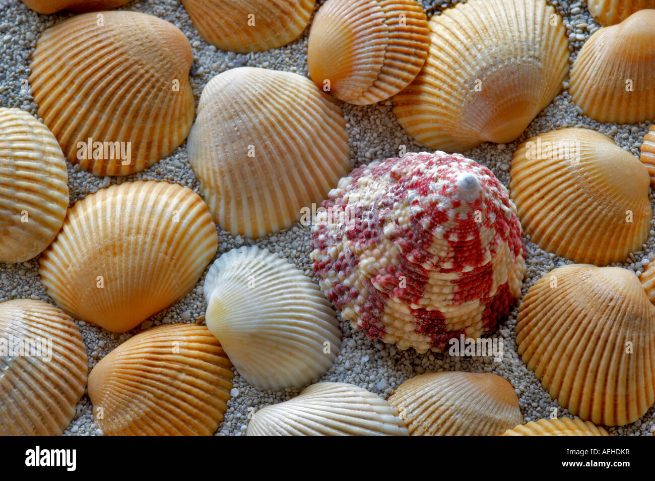 Red Stripe Trocus seashell e spiaggia di sabbia Foto Stock