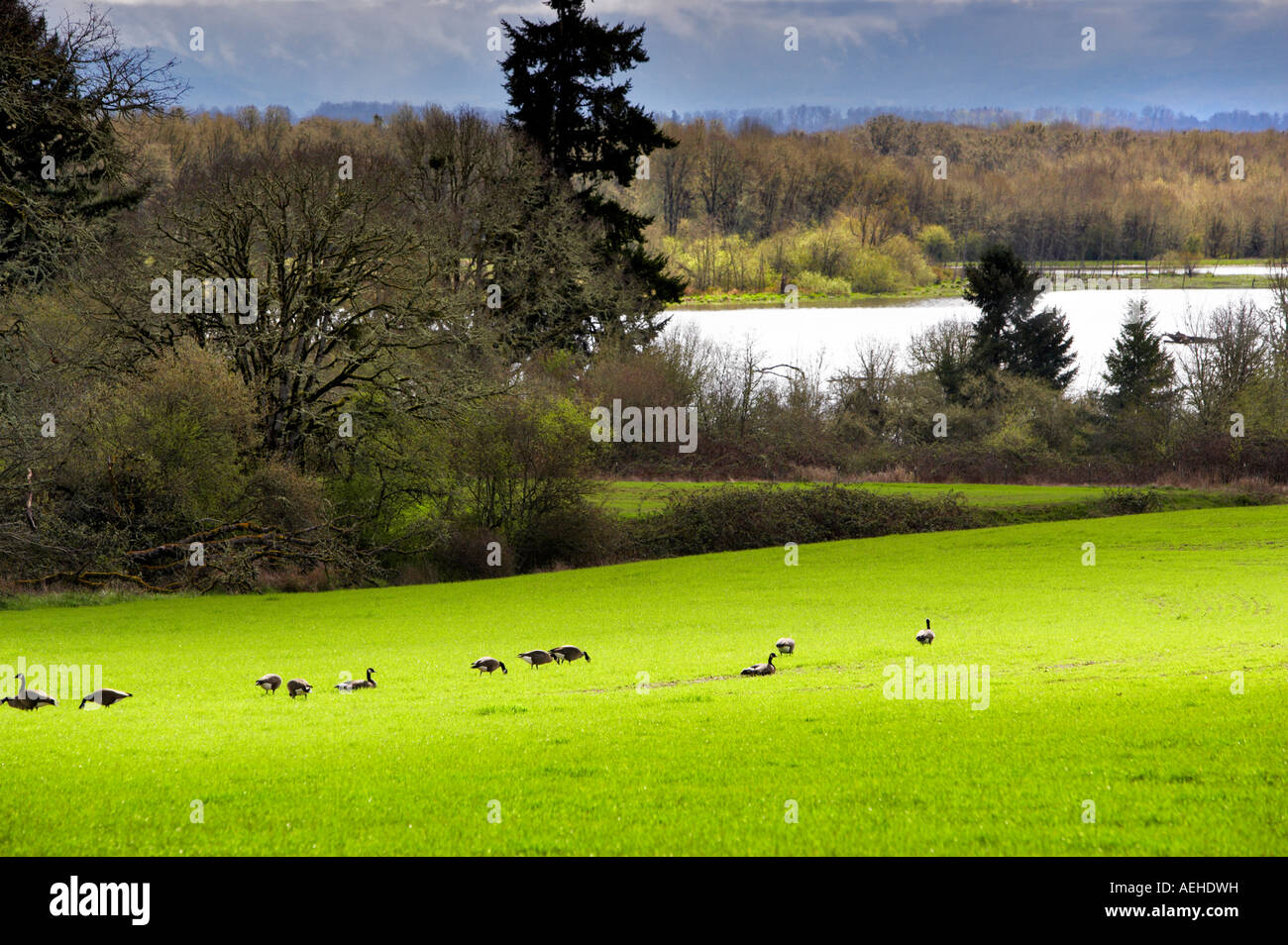 Canadian Gese Finley National Wildlife Refuge Oregon Foto Stock