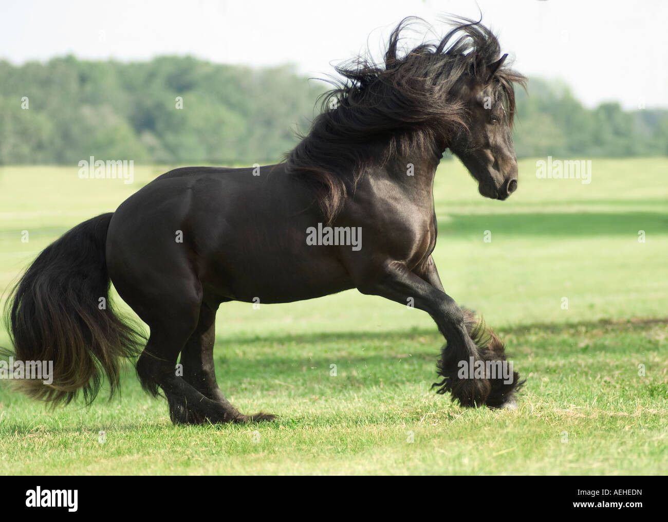 Gypsy Vanner cavallo stallone corre Foto Stock