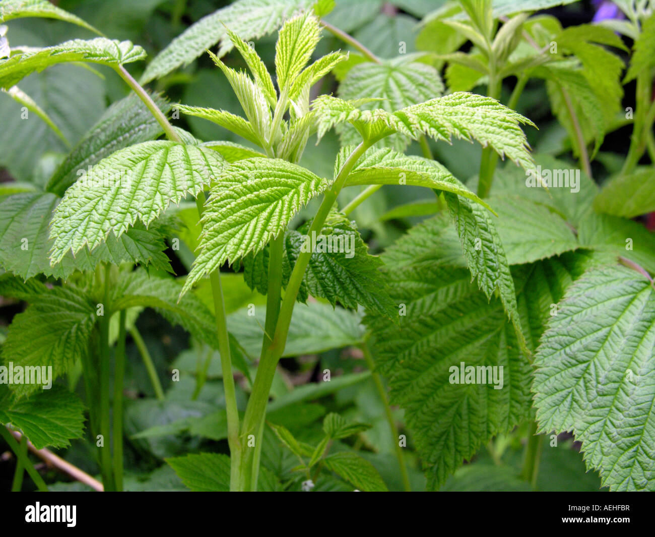 Foglia di lampone una naturale porre rimedio a base di erbe per crampi mestruali e periodi dolorosi Foto Stock