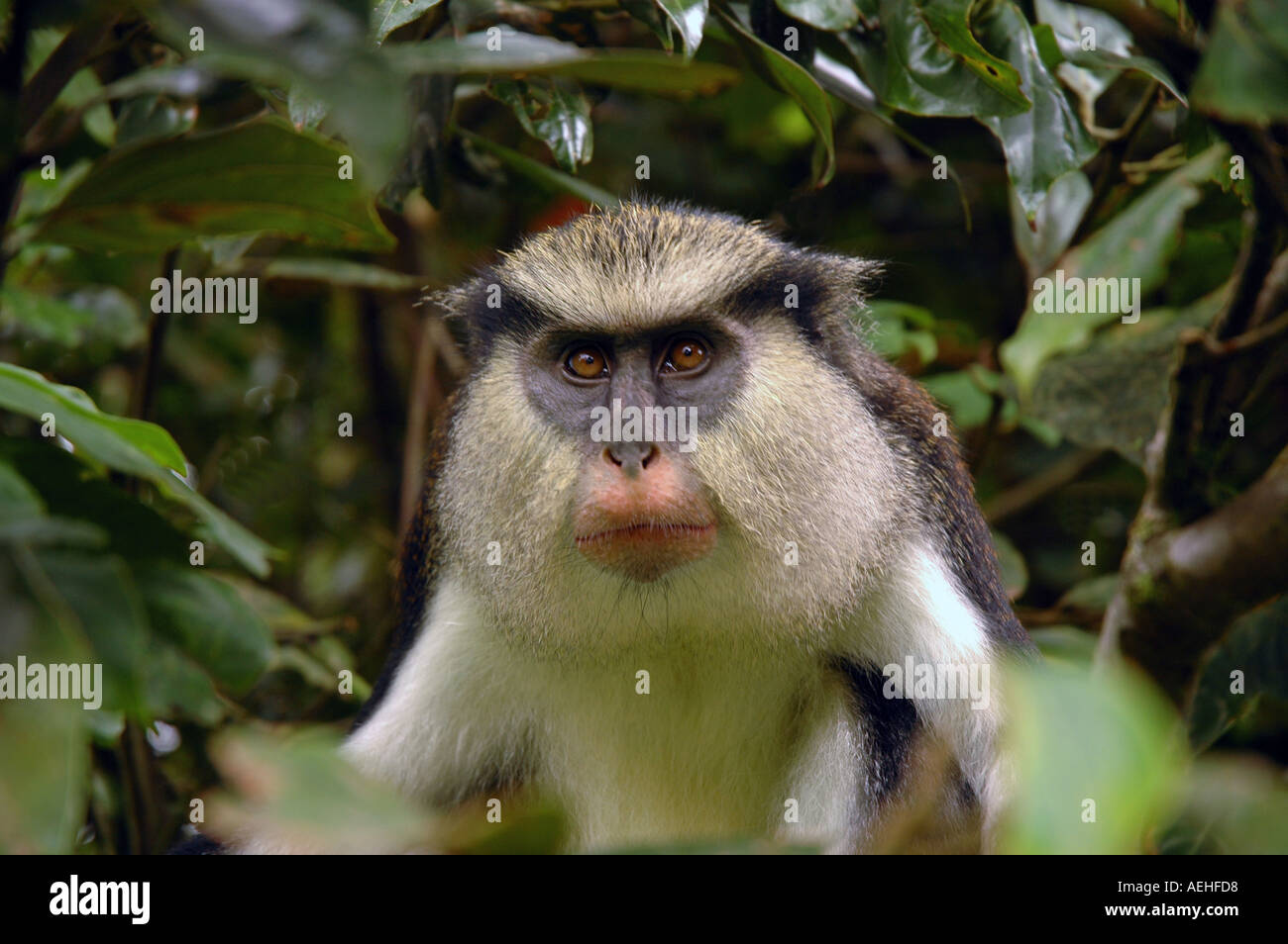 Grenada Caraibi Mona Monkey Parco nazionale Grand Etang foresta di pioggia Foto Stock