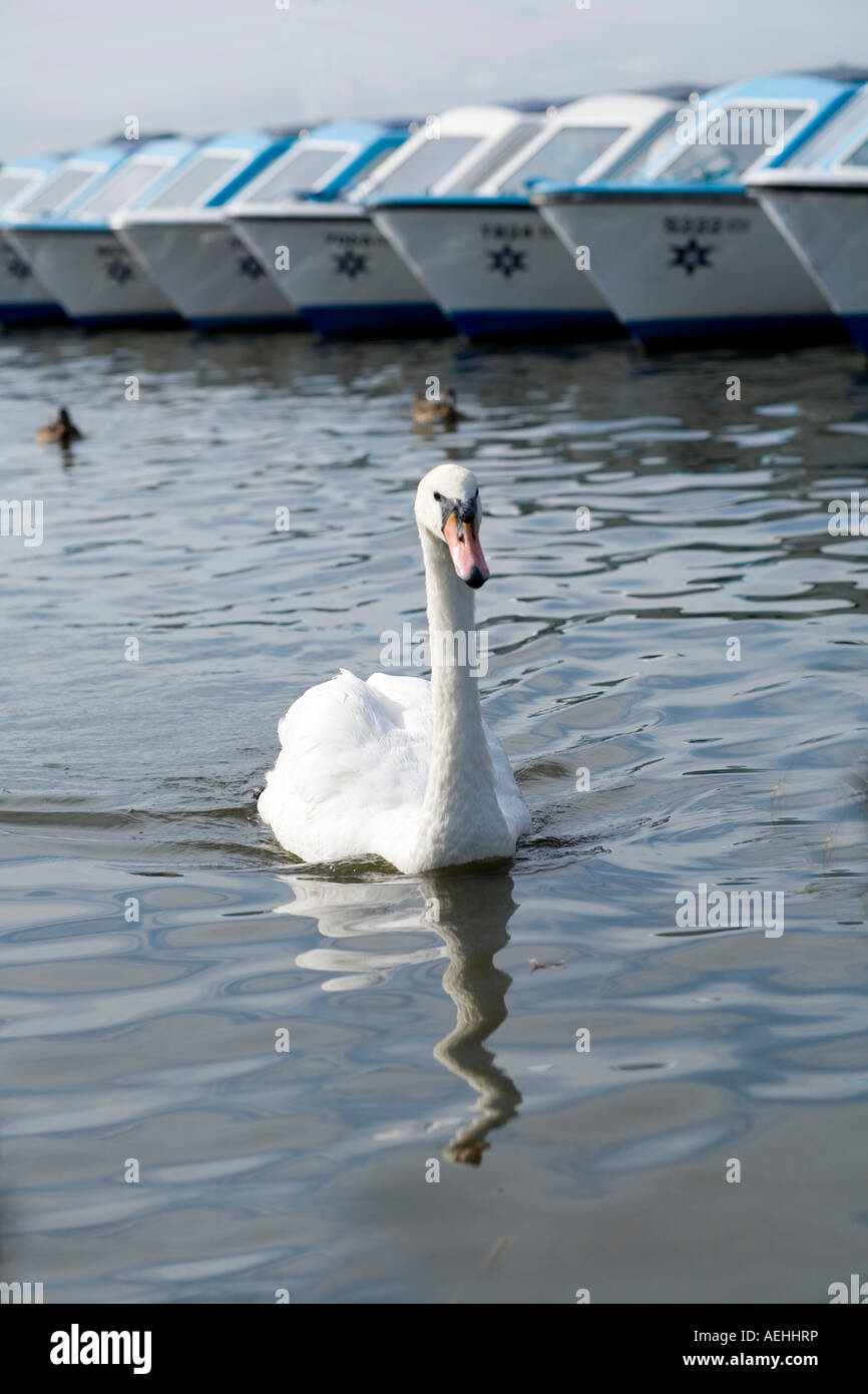 Norfolk Broads Swan Foto Stock