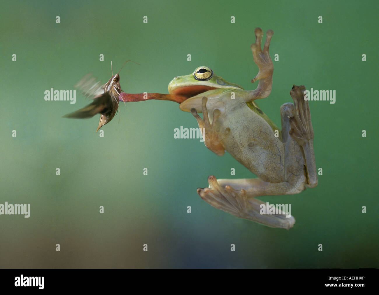 Un ranocchio verde Hyla cinerea intoppi un falco tignola per la cena con la sua lunga lingua appiccicosa Foto Stock