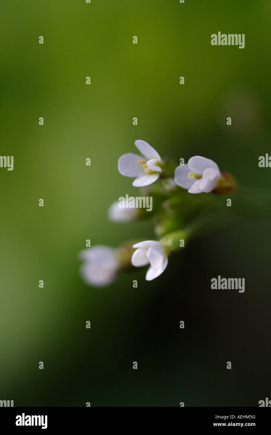 Arabidopsis thaliana o thale crescione, mouse ear crescione. Extreme closeup su sfondo verde Foto Stock