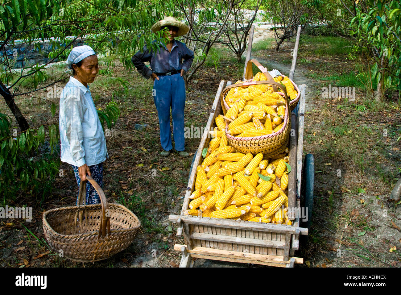 Il vecchio gli agricoltori e il carrello carico di mais Huizhou antico stile villaggio cinese Xidi Cina Foto Stock