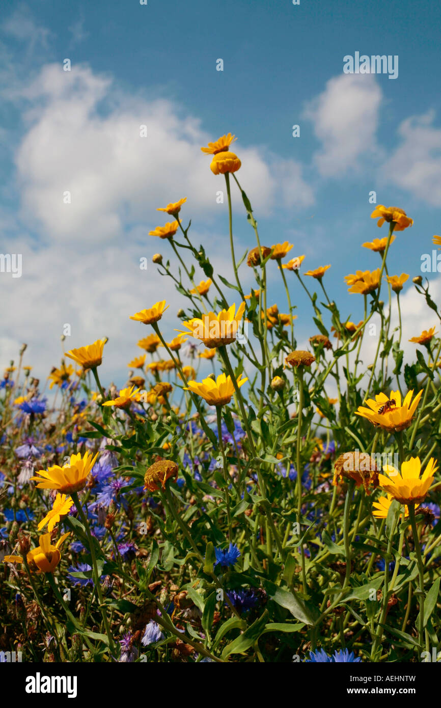 Orange Pot Marigolds (Calendula) e Cornflowers blu (Centaurea cyanus) contro un cielo blu a fine estate. REGNO UNITO Foto Stock