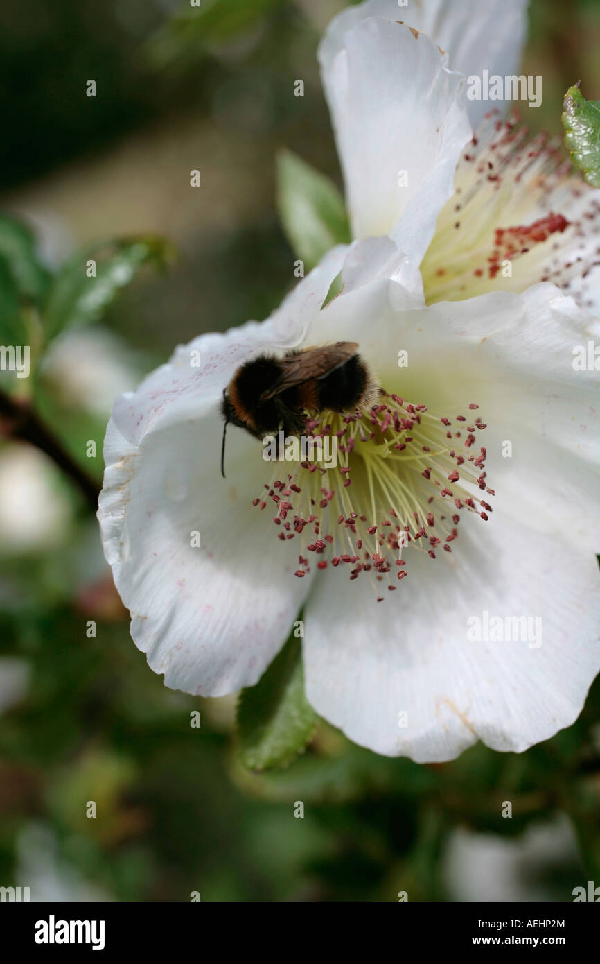 Ape raccolta nettare nel fiore bianco della Eugrypia glutinosa a fine estate Foto Stock