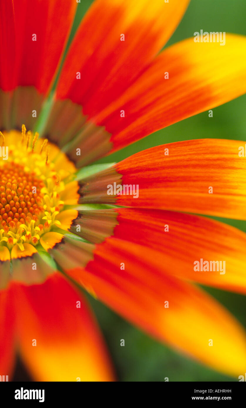 Fotografia macro di texture di forma e colori del giardino di fiori talento Gazania Compositae Asteraceae Foto Stock