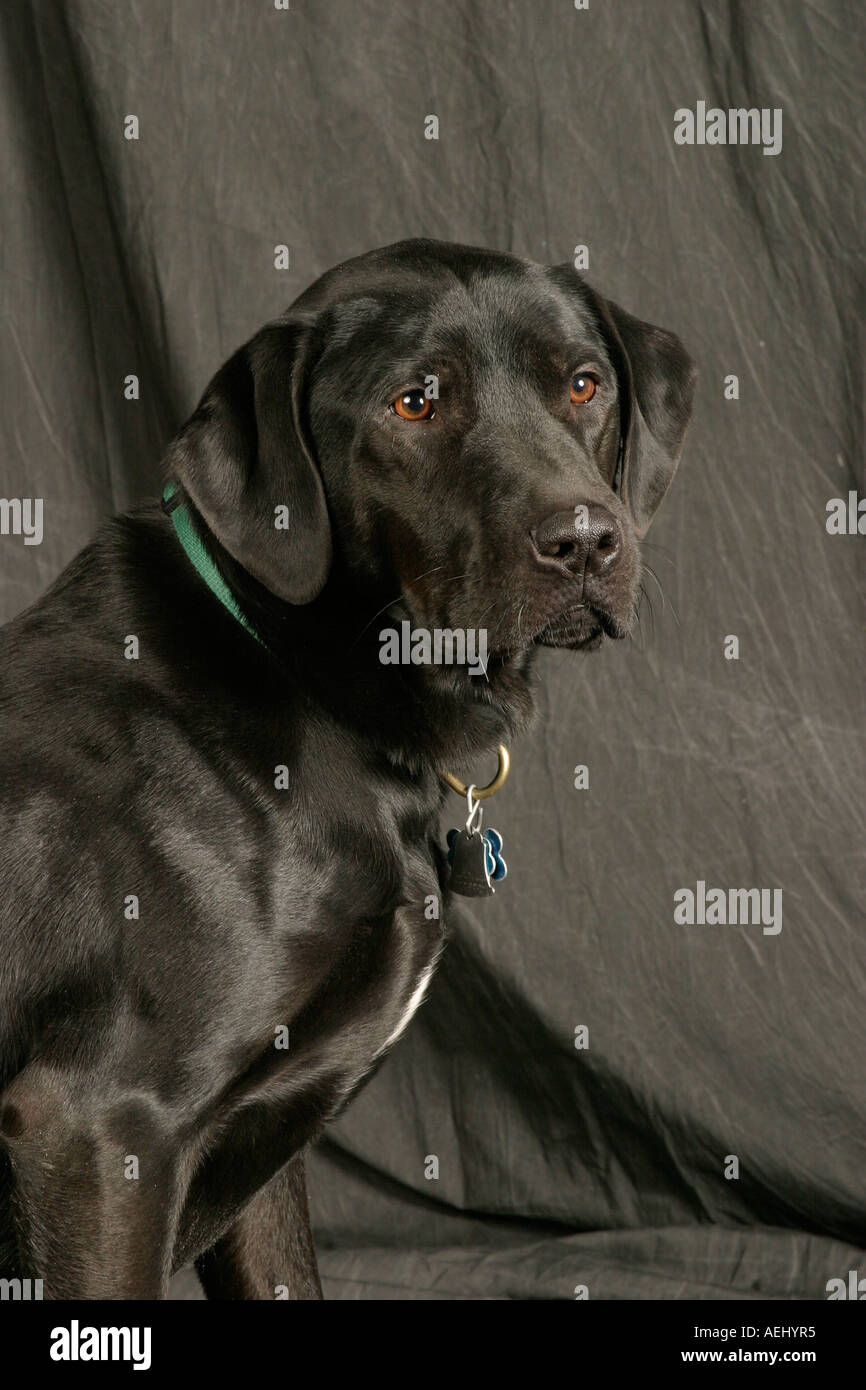 Il Labrador nero ritratto Foto Stock