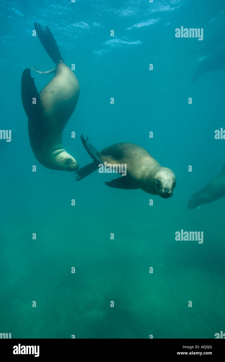 Argentina Chubut provincia Puerto Piramedes vista subacquea di leoni marini del sud Foto Stock
