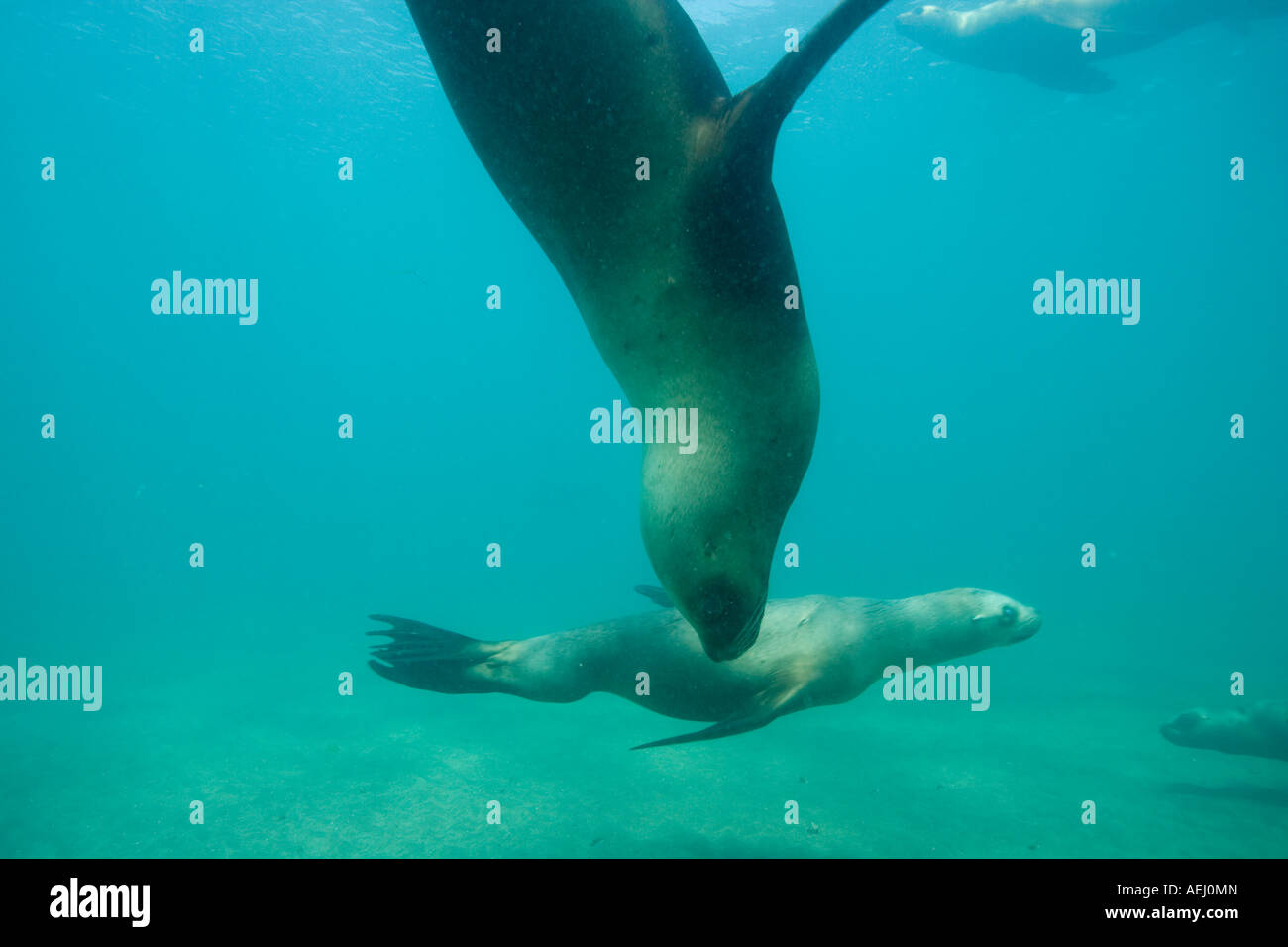 Argentina Chubut provincia Puerto Piramedes vista subacquea di leoni marini del sud Foto Stock