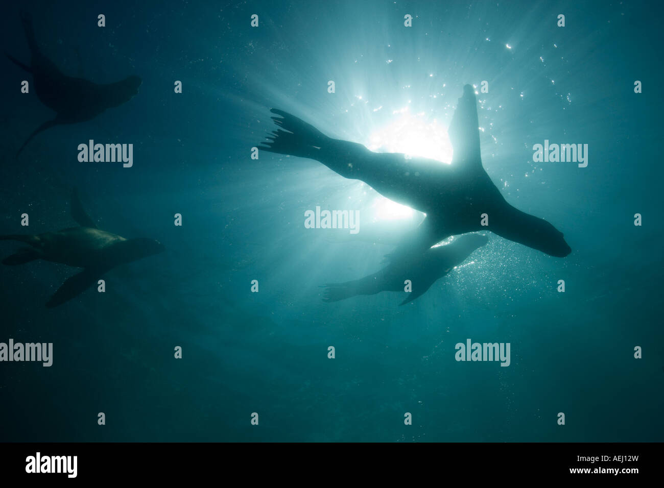 Argentina Chubut provincia Puerto Piramedes vista subacquea di leoni marini del sud Foto Stock