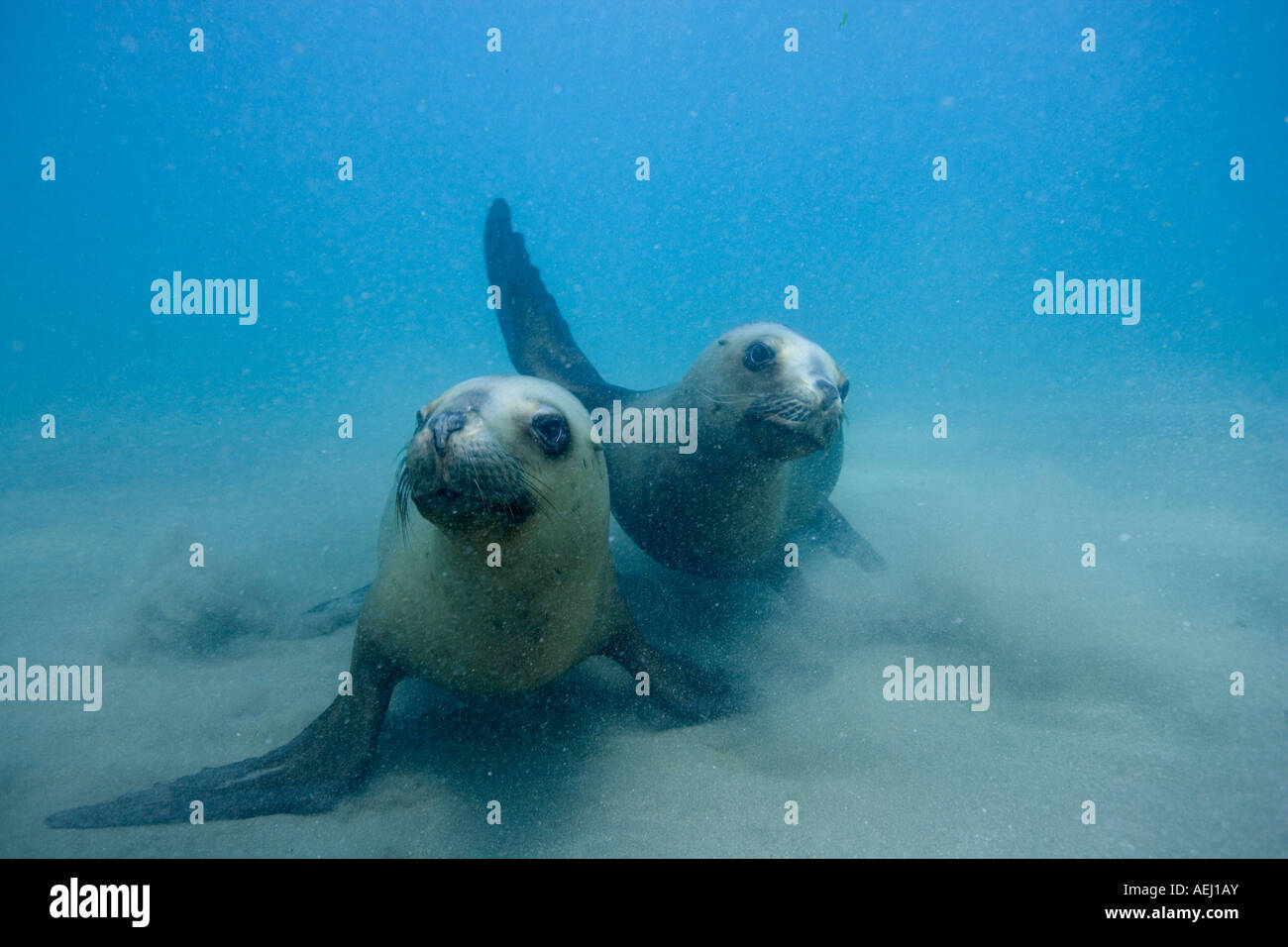 Argentina Chubut provincia Puerto Piramedes vista subacquea di leoni marini del sud Foto Stock