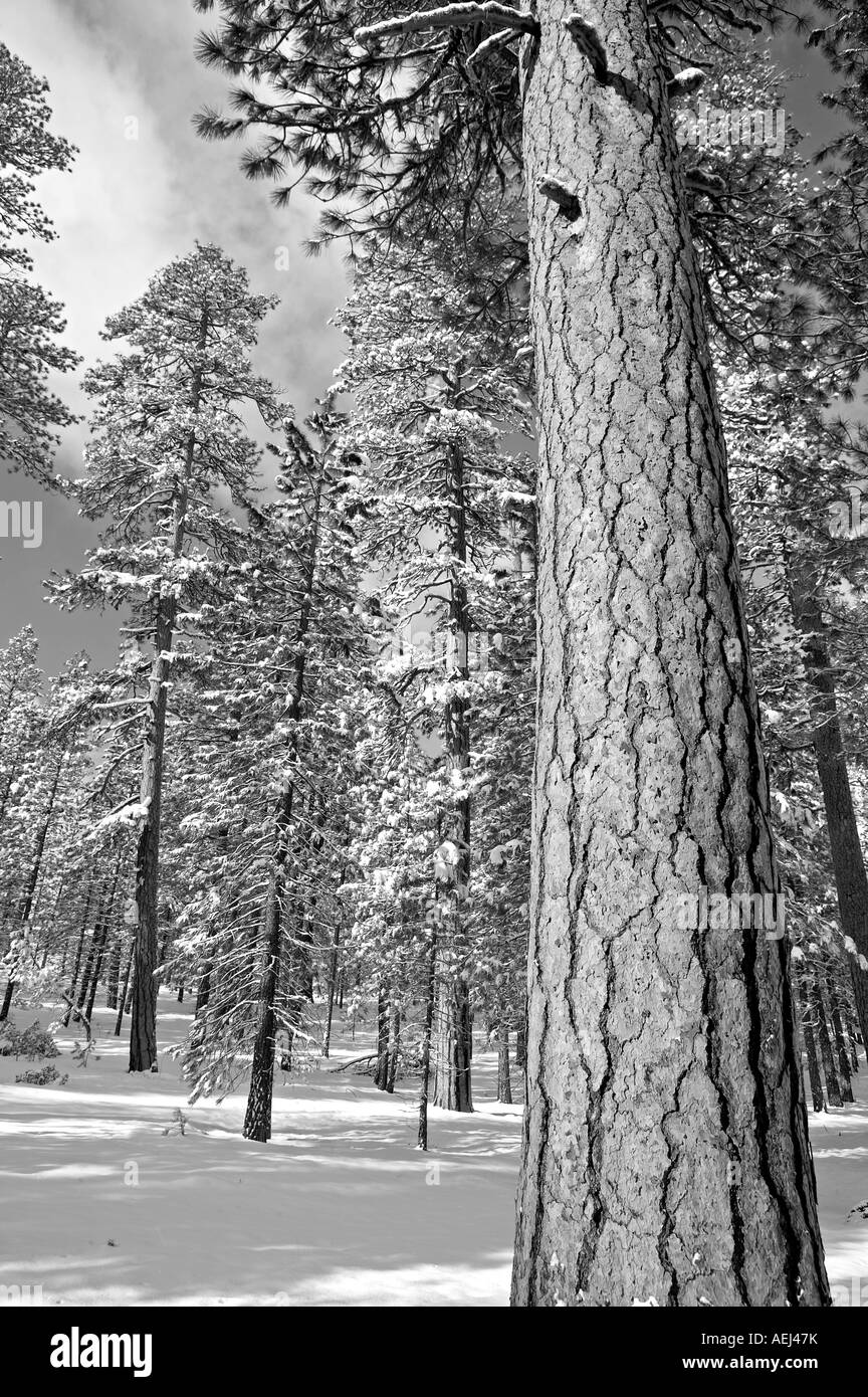 Ponderosa Pine Trees e nevicata nei pressi di Klamath Falls Oregon Foto Stock
