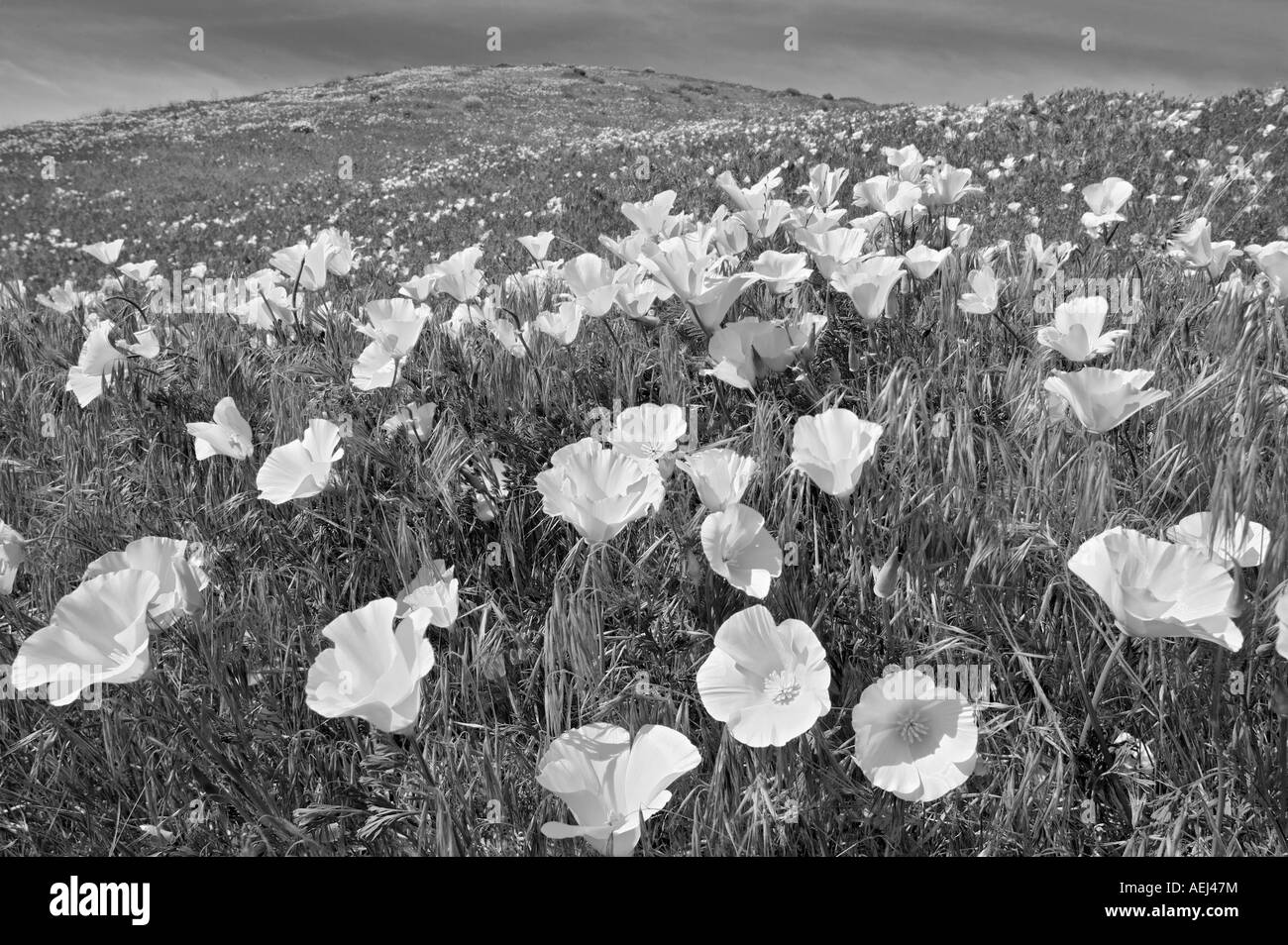 California poppies Eshscholtzia californica Antelope Valley Poppy preservare California Foto Stock