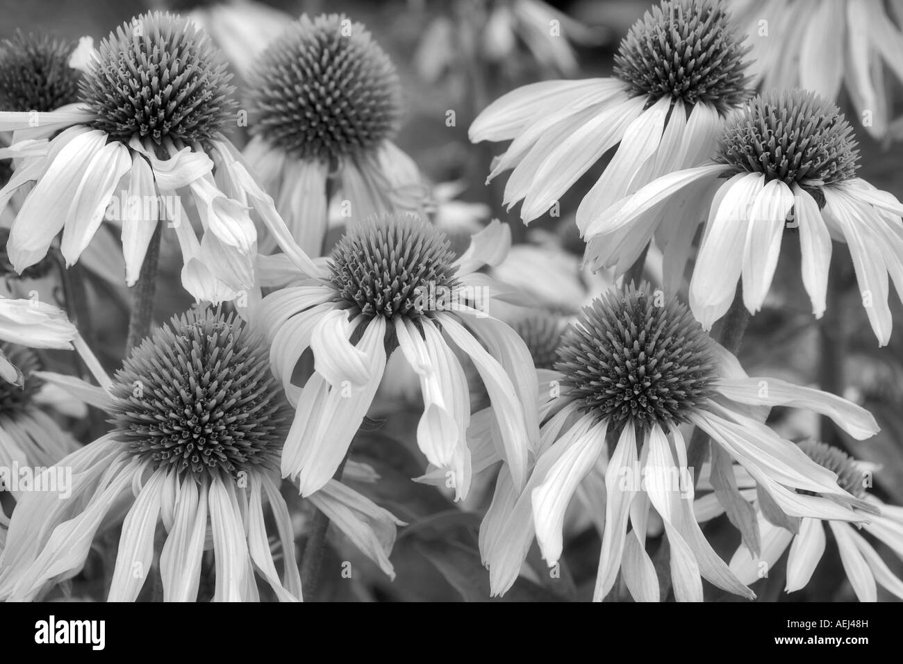 Fiore di cono Echinacea Sunrise Hughes giardini d'acqua Oregon Foto Stock