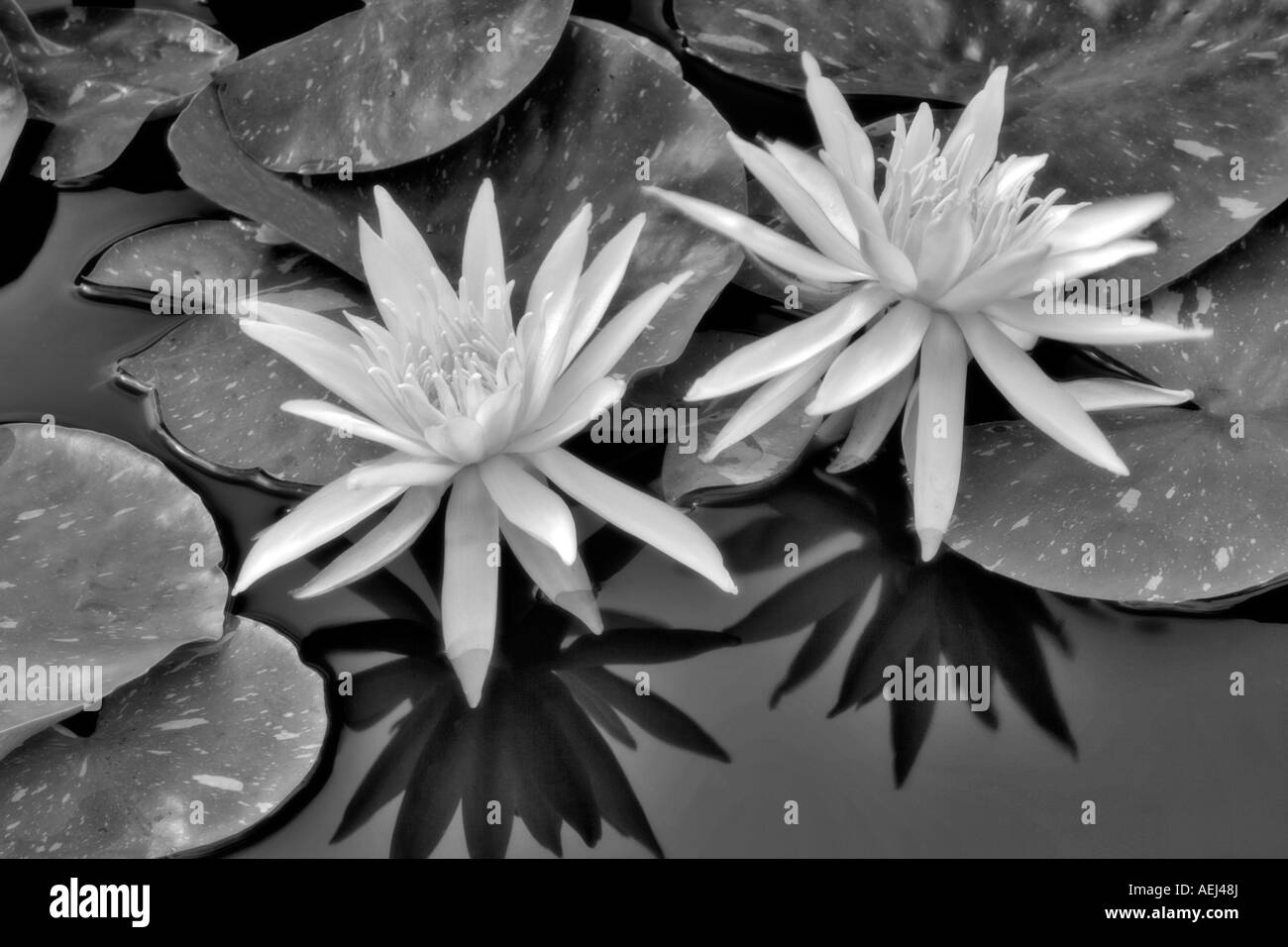Ninfee Arc en ciel Hughes giardini d'acqua Oregon Foto Stock