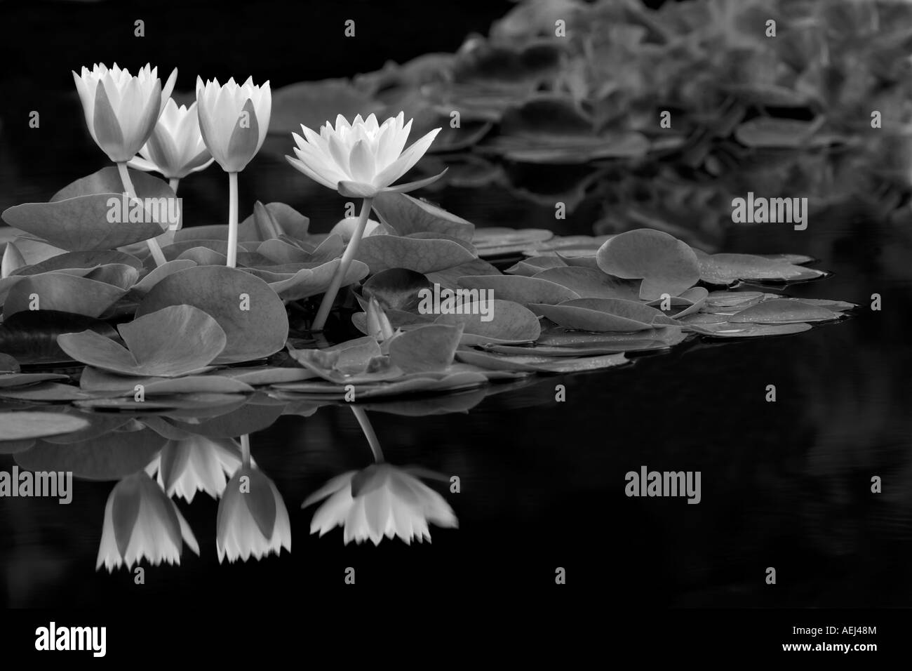 Ninfee Colorado Hughes giardini d'acqua Oregon Foto Stock