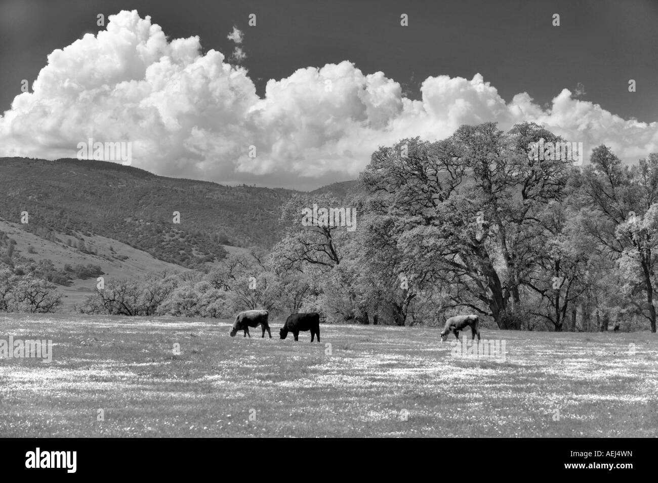 Pascolo con bestiame e fiori selvatici Bear Valley in California Foto Stock