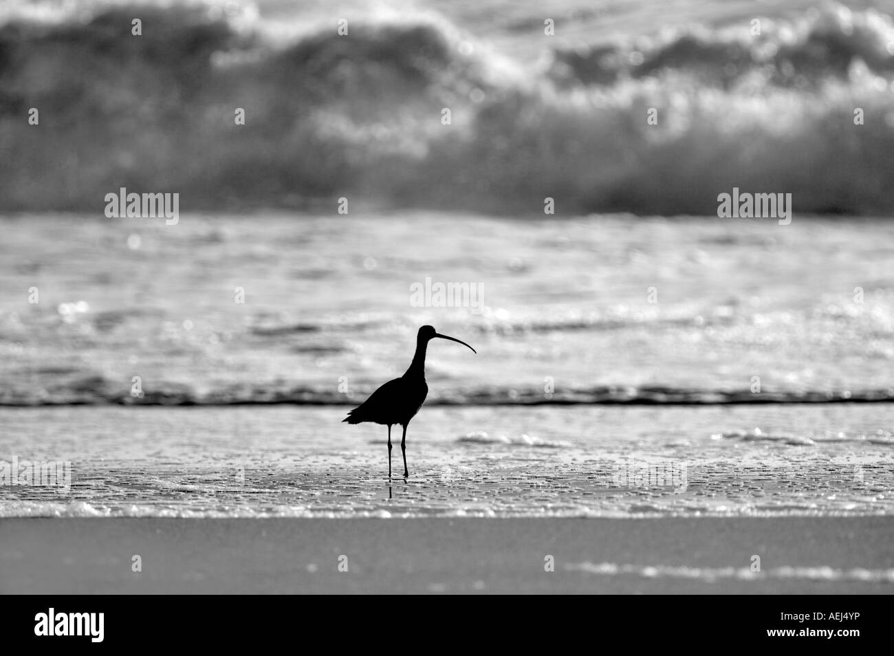 Lungo Curlew fatturate su Beach Point Reyes National Seashore California Foto Stock