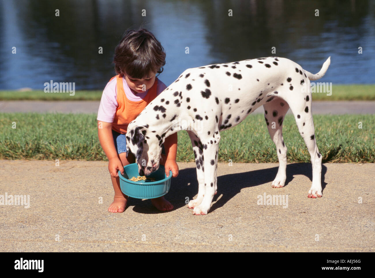 3-4 anni feed bambini pet cane dalmata vista laterale del profilo vista anteriore POV SIGNOR Myrleen Pearson Foto Stock