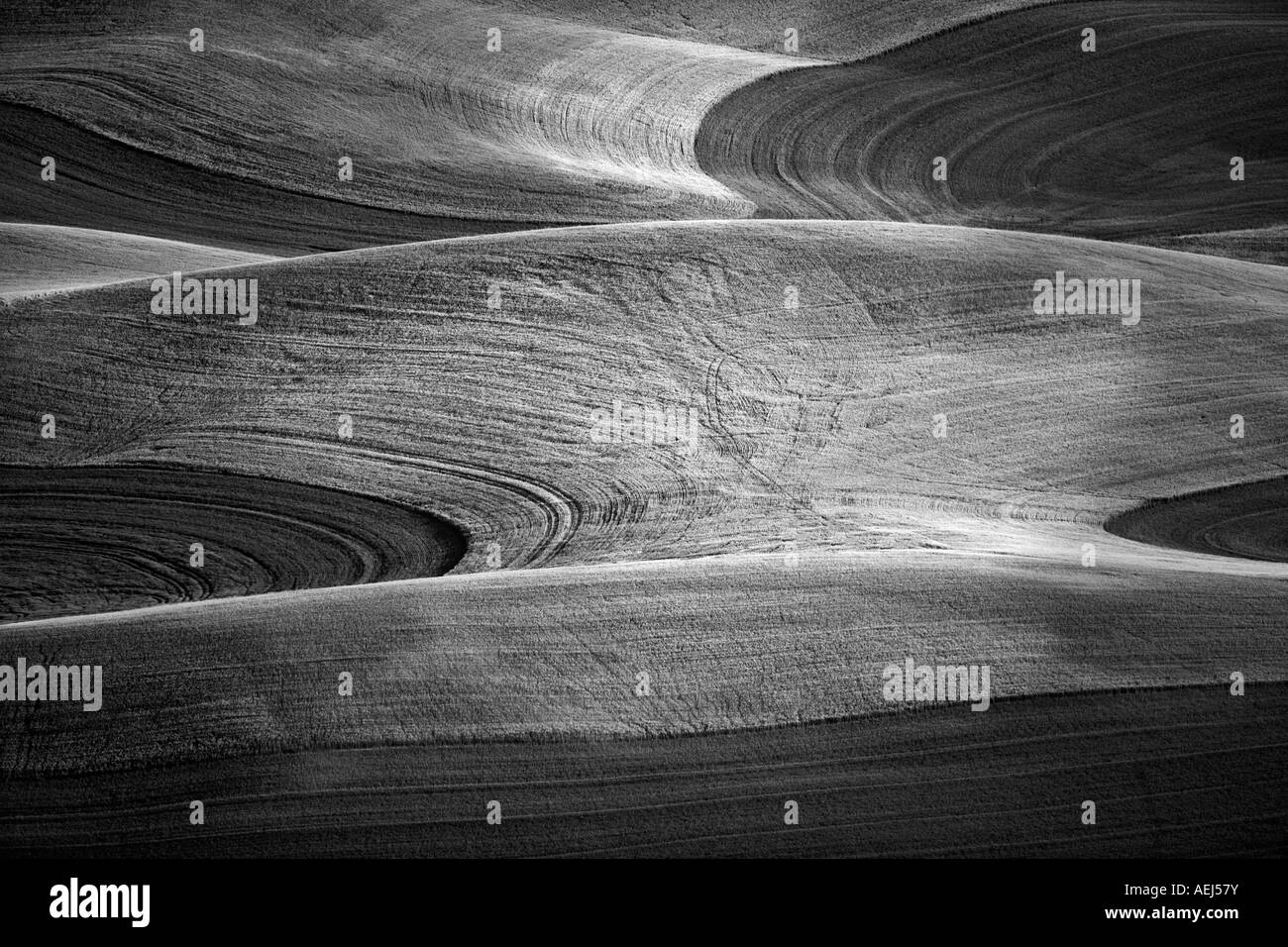 Ampio campo di grano della Palouse vicino Colfax Washington Foto Stock