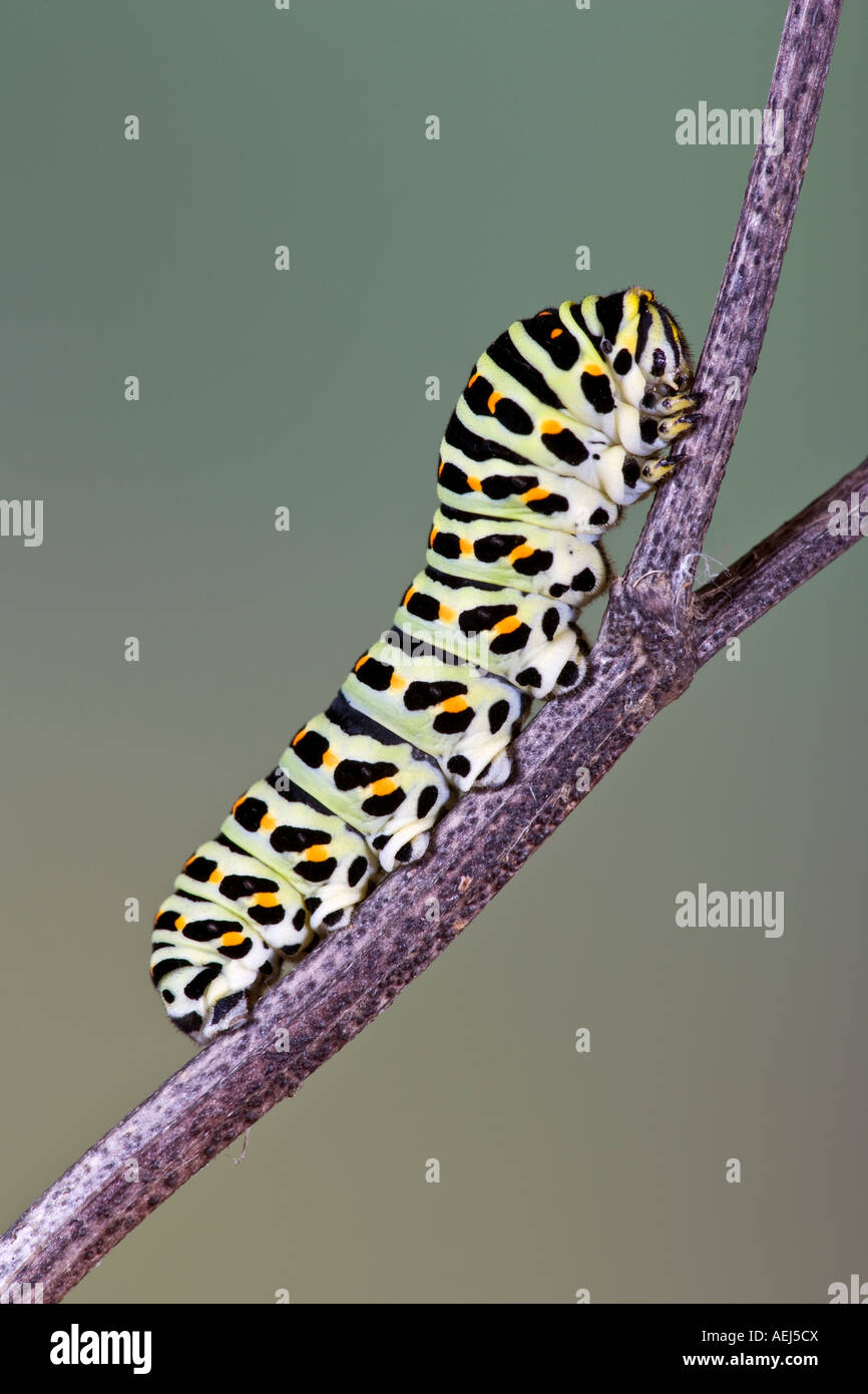 Coda forcuta butterfly Papilio machaon larve Foto Stock