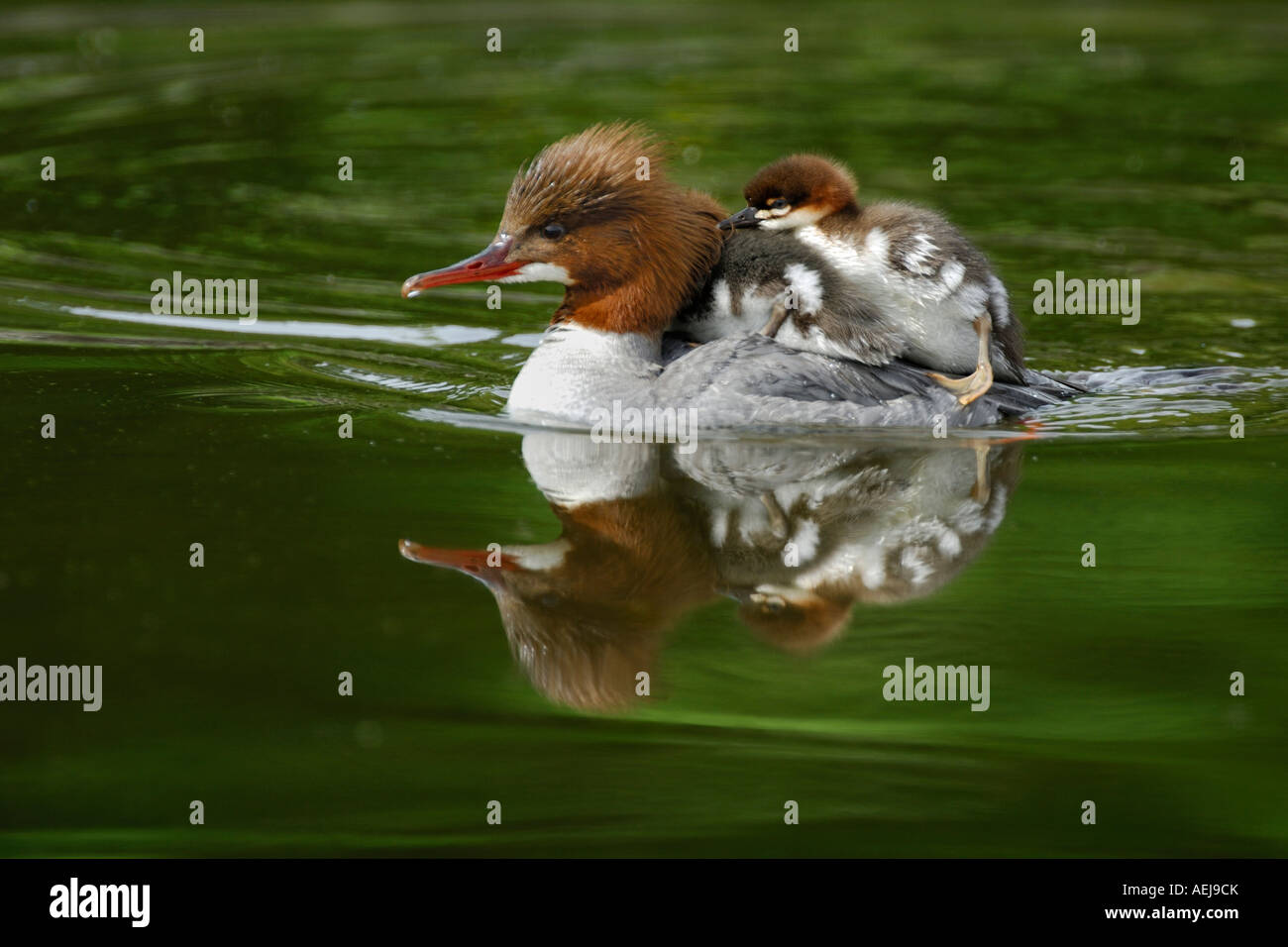 Comune (Merganser Mergus merganser), nuoto femmina con uccellini sul retro Foto Stock
